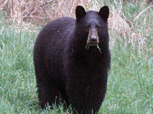 Japonya, artan ayı saldırılarına karşı yeni lisanslı avcılar istihdam edecek
