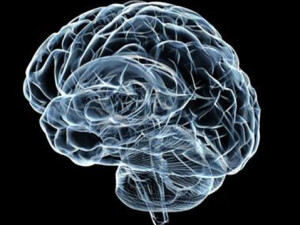 Beynin hafıza merkezinin yeni bir özelliği keşfedildi