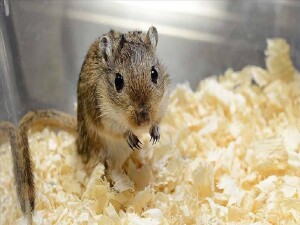 Dünyada ilk: İki babalı farelerin kendi yavrusu oldu