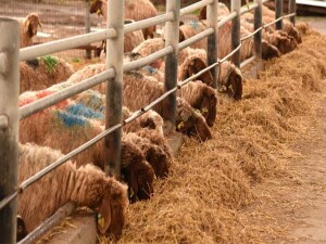 Ağıl içinden hayvan çalındı: 2 kişi tutuklandı
