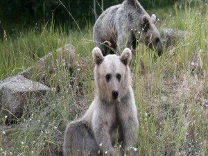 Japonya ayı saldırılarına karşı yapay zeka destekli gözetleme sistemi kullanıyor