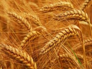 Büyükkonuk’ta başkasına ait tarlaya buğday eken şahıs hakkında yasal işlem başlatıldı