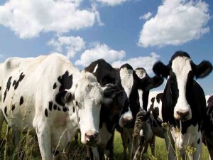 Rum Veteriner Dairesi, Kuzey'deki şap hastalığı nedeniyle “kırmızı alarmda”: 16 ayrı tedbir alındı