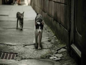 Yeni Zelanda 2050’ye kadar 2.5 milyon vahşi kediyi öldürecek