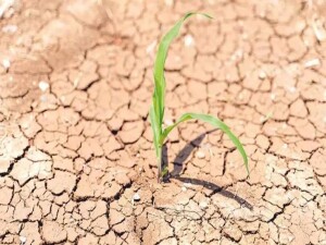 Yeşil Barış Hareketi’nden kuraklık uyarısı: Av sezonu derhal askıya alınmalıdır