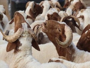 Türkiye'de Kurban Bayramı tatili 9 gün oldu