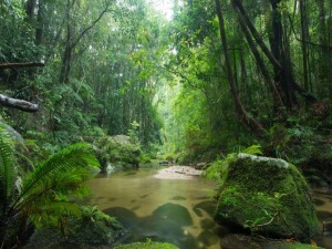 BM: Dünya, her yıl 10 milyon hektar tropikal orman kaybediyor