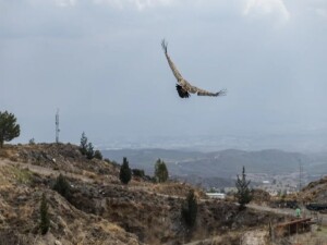 Güney Kıbrıs'ın ithal ettiği akbaba, Kuzey Kıbrıs'ta tedavi edilerek doğaya salındı