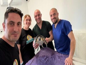 Yaralı deniz kaplumbağası Meritta ile hayata tutundu