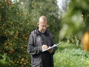 Asya turunçgil psillidine karşı biyolojik mücadele sürüyor