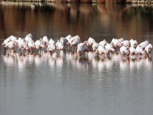 Haspolat Göleti flamingolarla renklendi