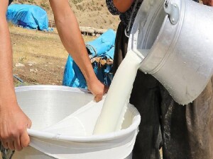 Küçükbaş ve büyükbaş çiğ süt bedelleri ödendi
