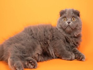 Kediler sanılandan binlerce yıl sonra evcilleştirilmiş