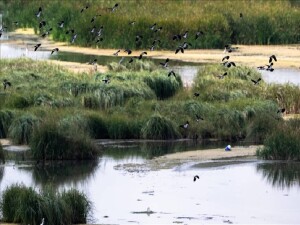 Türkiye'nin doğal sit alanı büyüklüğü 28 bin 907 kilometrekareye ulaştı