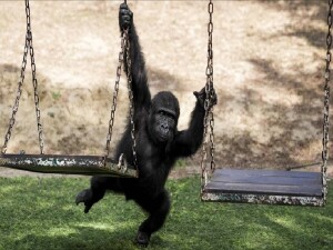 Yavru goril "Zeytin" Türkiye'de kalacak