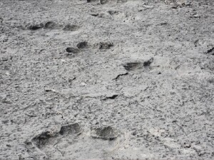 İtalya'da 200 milyon yıl öncesinden kaldığı düşünülen binlerce dinozor ayak izi keşfedildi