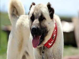 Kangal cinsi çoban köpeklerini başıboş bırakan şahsa yasal işlem