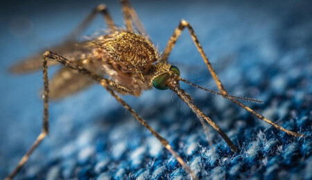 Güney Çin koronavirüs atmosferine geri dönüyor: Chikungunya virüsü hakkında ne biliyoruz?