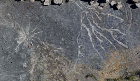 İlk kuşların nasıl uçmaya başladığı tartışması noktalandı