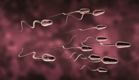Manyetik kaplama ile yönlendirilen sperm hücreleri, ilaç taşımada kullanılabilir: Kısırlığa umut!