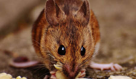 Meclis’te dile getirildi: Güzelyurt’ta bahçeleri fareler bastı