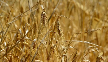 TÜK, yemlik arpanın Çarşamba günü gelmesinin beklendiğini açıkladı