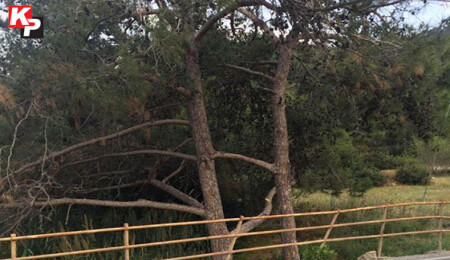 Kıbrıs'ta bir doğa harikası: Çam ağaçları birleşti