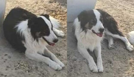 Taşkent bölgesinde kaybolan köpek aranıyor
