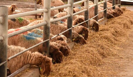Ağıl içinden hayvan çalındı: 2 kişi tutuklandı