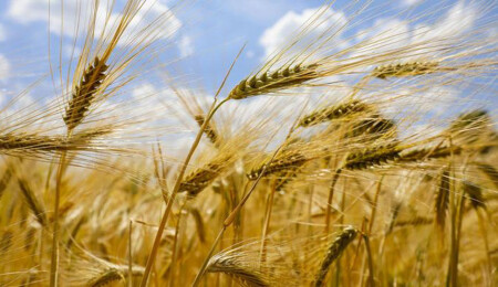 Australia Says Wheat Crop Set To Plunge