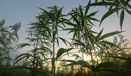 Turkey to Expand Cannabis Use to Pharmaceutical Sector