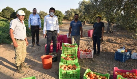 Bakan Oğuz, domates üreticilerini ziyaret etti