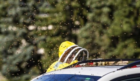 Su altında bir hafta yaşayan arıların sırrı çözüldü