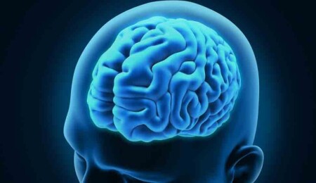 Primatlarda başparmak uzunluğuyla beyin kapasitesi ilişkili çıktı