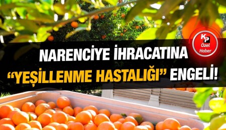 Narenciye üreticisi Cangil: Yeşillenme hastalığından dolayı üretim durdu
