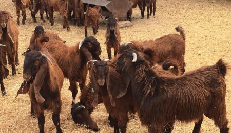 Devlet Üretme Çiftliği oğlak keçi ve teke satışı yapacak