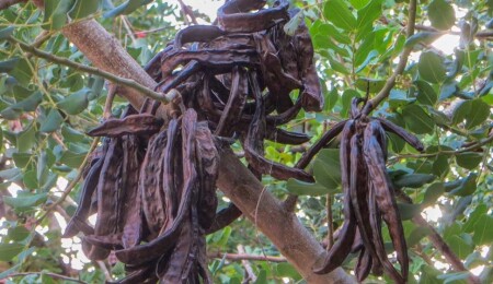 Harup ürünü destek primi ödemeleri yapıldı