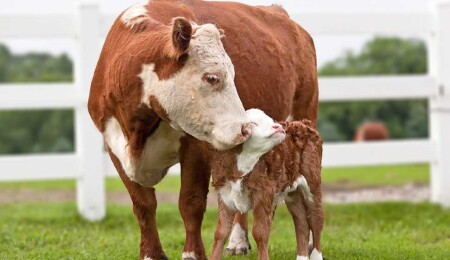 35,702 Animals Vaccinated In Six Days As Part Of Foot-And-Mouth Disease Response