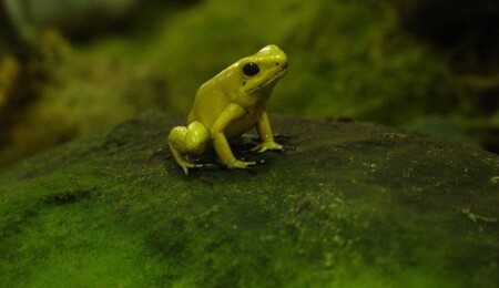 Kanser tedavisinde “kurbağa mucizesi”: Tümörleri yok edebilen bakteri keşfedildi