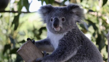 Australia Approves Chlamydia Vaccine for Koalas