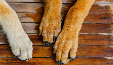 Yeniboğaziçi Belediyesi'nden iddialara yanıt: Sokağa terk edilen köpeklere kesinlikle zarar verilmedi