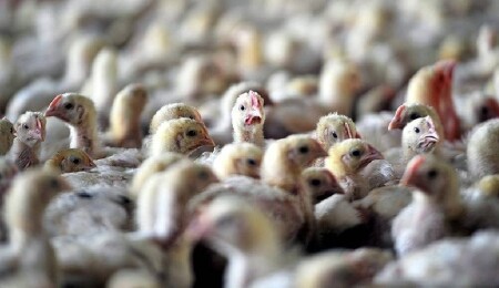 Avustralya'da kuş gribi olduğundan şüphelenilen ilk vaka kaydedildi