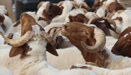 Türkiye'de Kurban Bayramı tatili 9 gün oldu