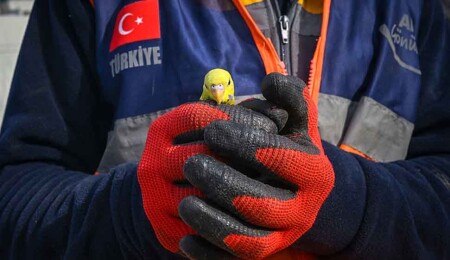 Depremden 97 saat sonra enkazda bulunan muhabbet kuşuna "Mucize" adı verildi