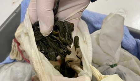 İstanbul Havalimanı’nda 90 bin kaçak tıbbi sülük ele geçirildi