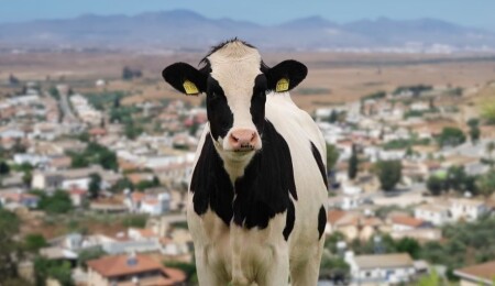 “Mammari” köyünde yeni bir şap vakası tespit edildi