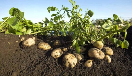 TÜK Sets Potato Purchase Price at 30 TL per Kilogram