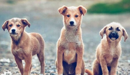 Veteriner Hekimler Birliği: Sokak hayvanlarının sorumlusu veterinerler değil, devlettir