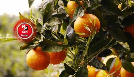 Narenciyede geciken ödemeler üreticinin maliyetlerini artırıyor: "Ürün fiyatlarına yansıyacak"