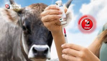 Mavi Dil aşılamalarına benzemesin: Şapa karşı aşılama en kritik silah